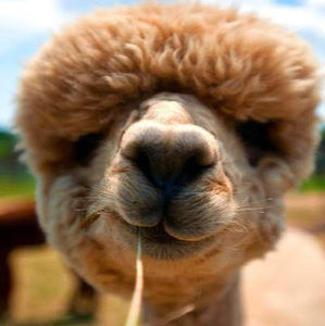 Meet your Posher, Bradley